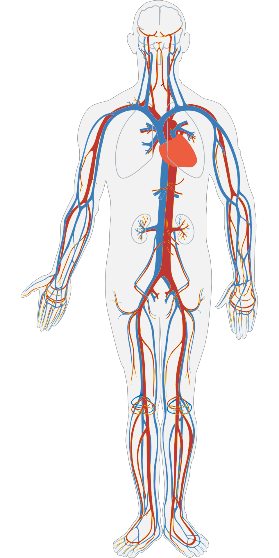 Veins in the Body Illustrated